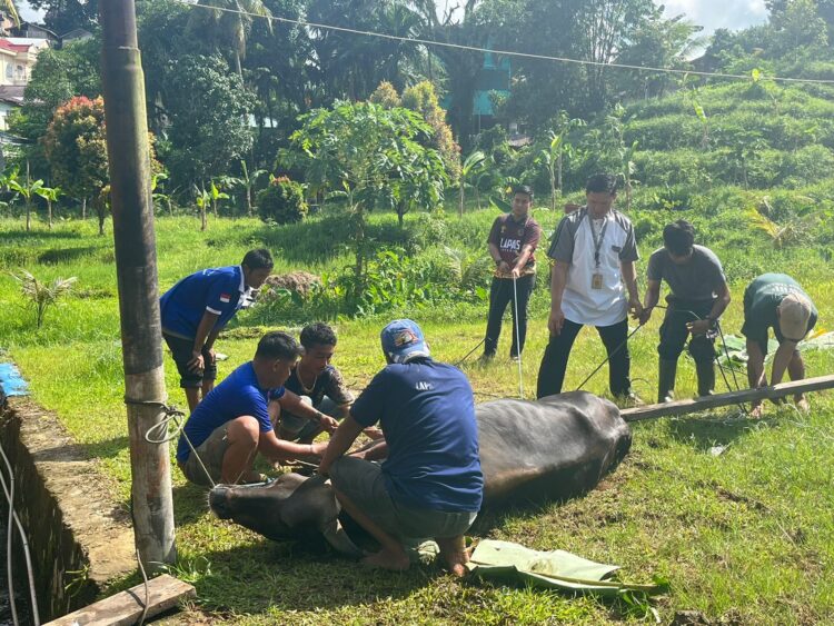 Lapas Sembelih Tiga Ekor Sapi dan Seekor Kambing Qurban