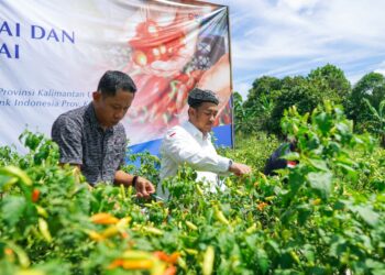 Kolaborasi Pengendalian Inflasi, BI Kaltara Panen dan Tanam Cabai bersama Stakeholder 