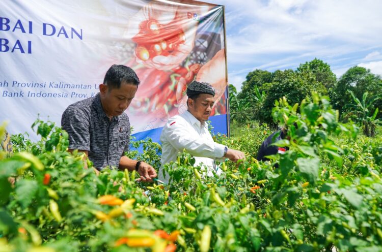 Kolaborasi Pengendalian Inflasi, BI Kaltara Panen dan Tanam Cabai bersama Stakeholder 
