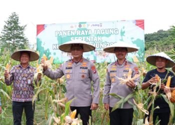 Kapolda Kaltara Pimpin Panen Raya Jagung Kuartal IV