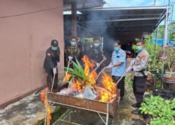 Musnahkan Media Pembawa, Barantin Perkuat Pengawasan Perbatasan di Kalimantan Utara