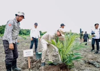 Tana Tidung Bupati Tana Tidung Tanam Perdana Sawit Plasma di Boungbaru