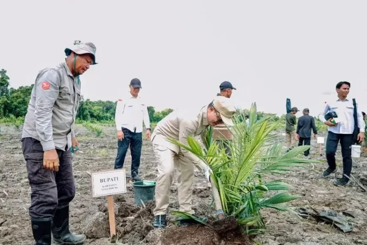 Tana Tidung Bupati Tana Tidung Tanam Perdana Sawit Plasma di Boungbaru