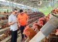 JB Sambangi Peternakan Ayam Petelur bersama TMI Kaltara, Peternak masih Terkendala DOC dan Pakan