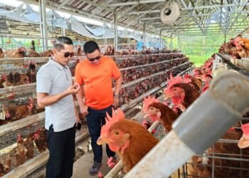 JB Sambangi Peternakan Ayam Petelur bersama TMI Kaltara, Peternak masih Terkendala DOC dan Pakan