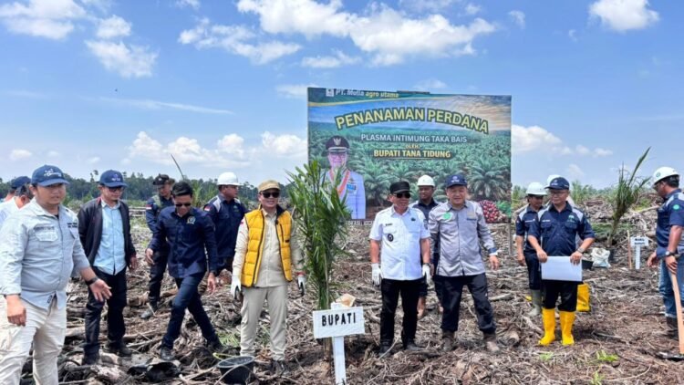 Bupati Hadiri Penanaman Plasma Sawit Di Desa Sambungan