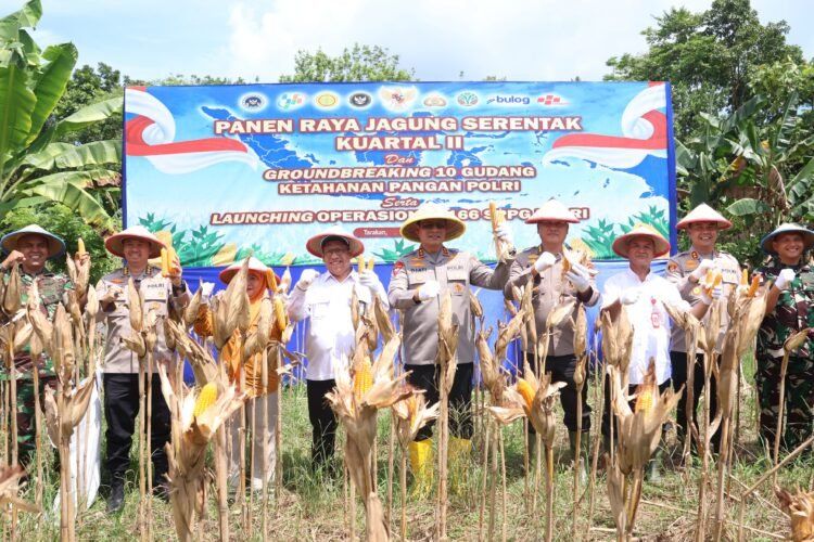 Wujudkan Swasembada, Kapolda Kaltara Pimpin Panen Raya Jagung Serentak di Tarakan