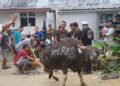 Idul Adha Tahun ini Polres Tarakan Qurban Delapan Ekor Sapi