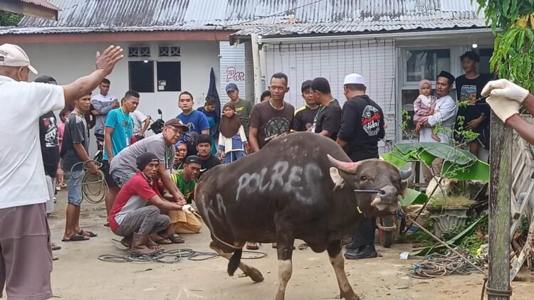 Idul Adha Tahun ini Polres Tarakan Qurban Delapan Ekor Sapi