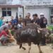 Idul Adha Tahun ini Polres Tarakan Qurban Delapan Ekor Sapi