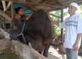 Pemasok Sapi Diduga lakukan Praktik Monopoli, Pengusaha Dibuat Merugi 