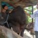 Pemasok Sapi Diduga lakukan Praktik Monopoli, Pengusaha Dibuat Merugi 