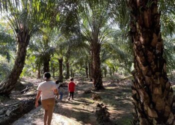 Harga TBS di Malinau Anjlok, PMPDB Desak Pemprov Kaltara Evaluasi Tata Niaga