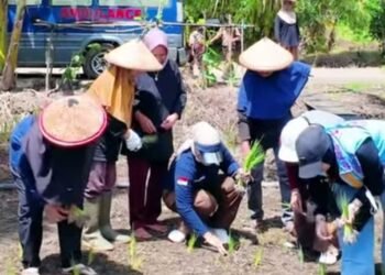 Vamelia Hadiri Tanam Padi Perdana KWT di Tana Tidung