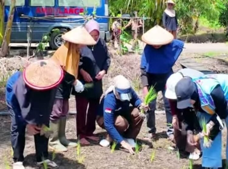 Vamelia Hadiri Tanam Padi Perdana KWT di Tana Tidung
