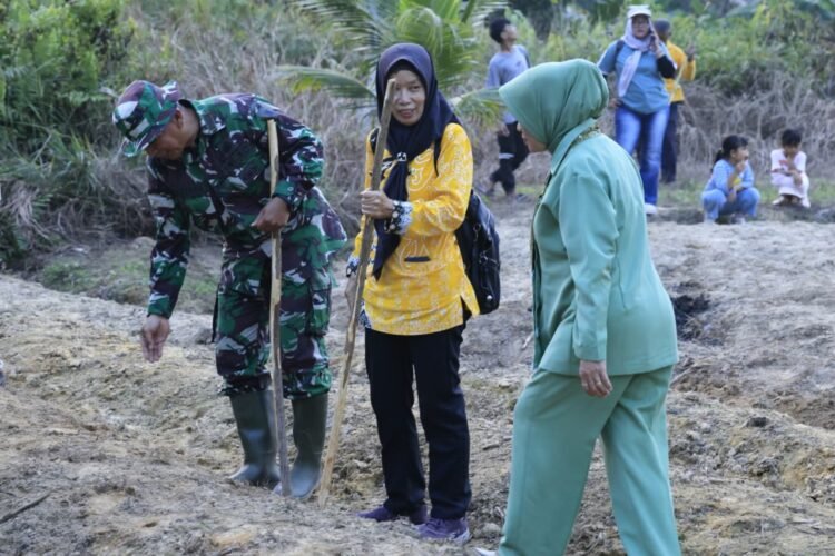 TMMD Kodim Tarakan Tanam Jagung di Lahan Satu Hektare, Perkuat Ketahanan Pangan